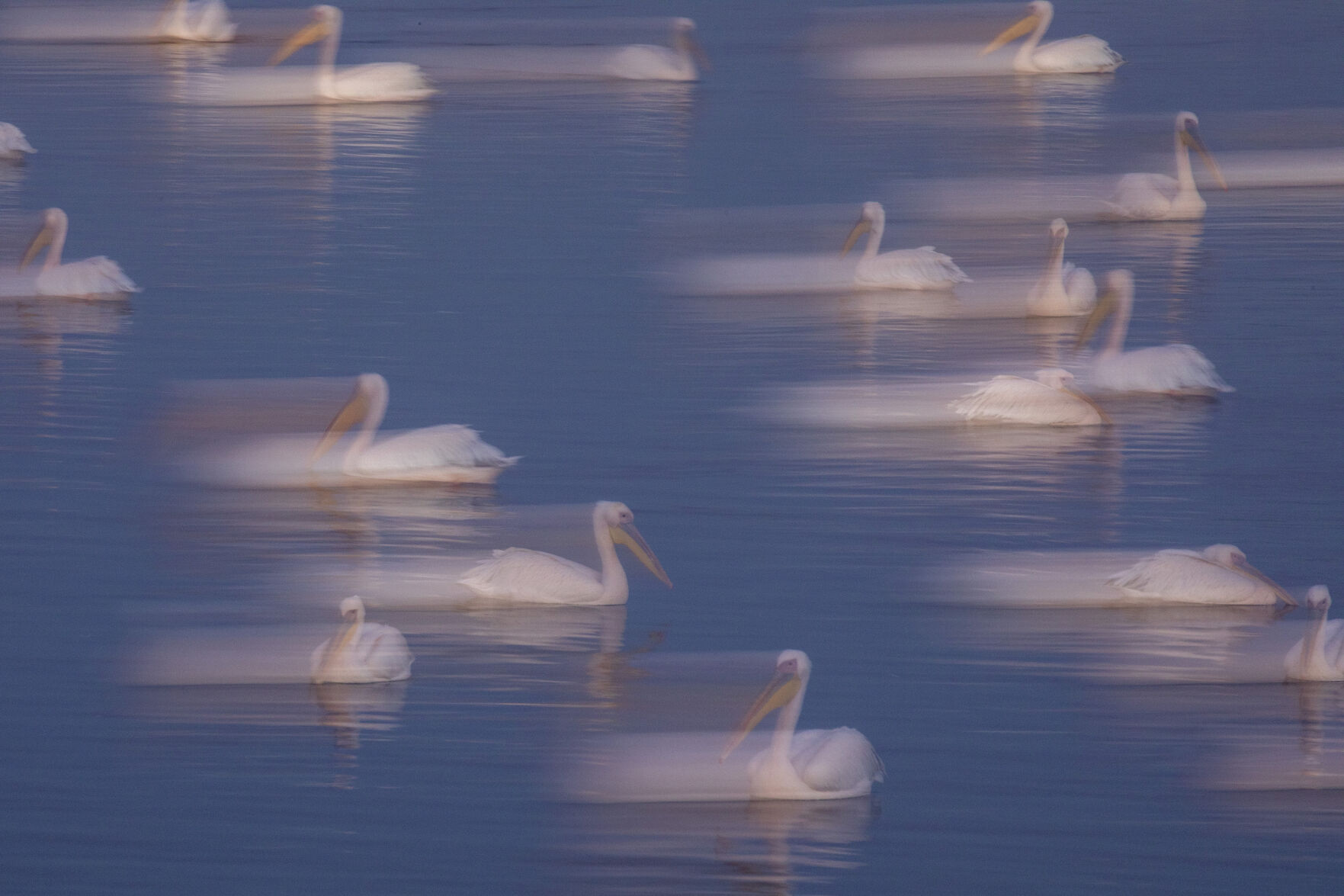 APTOPIX Israel Pelicans